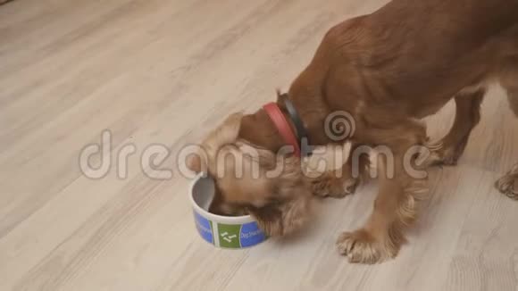 可爱的小狗吃干的食物离开碗然后回来吃食物视频的预览图