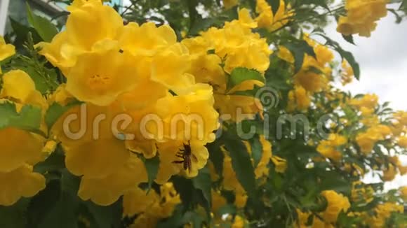 黄色喇叭花中的蜜蜂视频的预览图