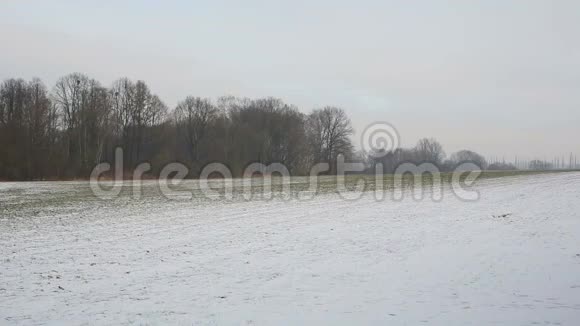 冬小麦在田间用小积雪覆盖着普多里的景观农业保护景观区视频的预览图