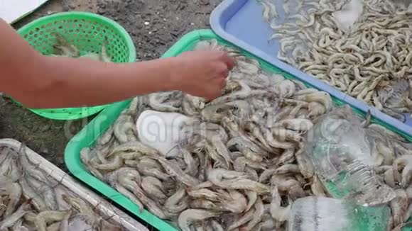 人的手选择新鲜的虾在冰上挑选品质视频的预览图