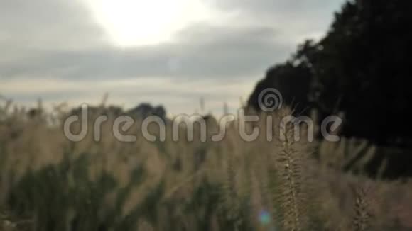 傍晚夕阳下相机穿过夏草的黄色耳朵视频的预览图