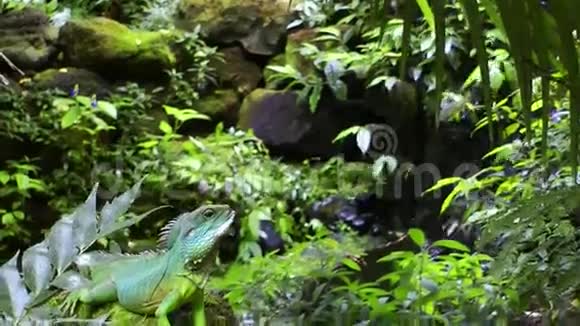 绿色野生亚马逊丛林中的伊瓜纳视频的预览图