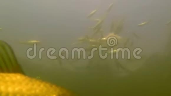 一个天然池塘里的柯瓦水底下视频的预览图
