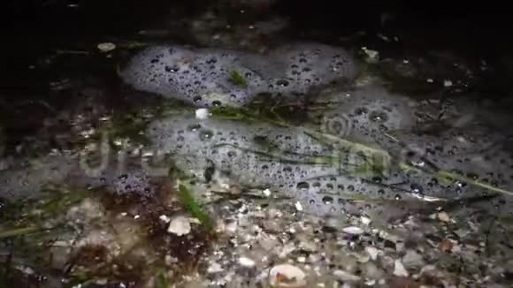 红绿藻和泡沫靠近海岸夜间拍摄黑海视频的预览图
