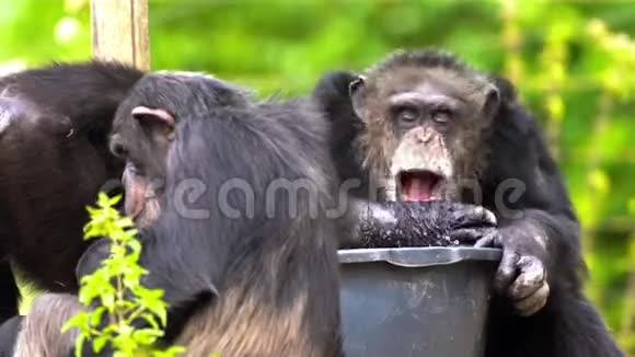 一只普通的黑猩猩视频的预览图