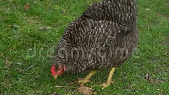家养鸡鸡在院子里吃草他们啄食食物和草视频的预览图