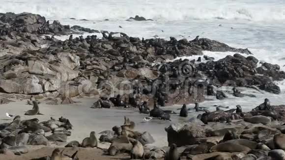 世界上最大的毛皮海豹殖民地之一视频的预览图