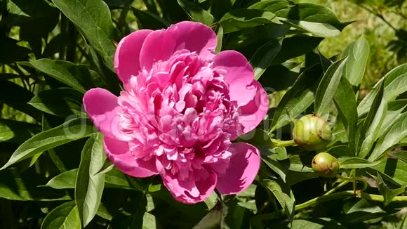 茶玫瑰花在阳光下绽放的特写花蕾满是粉红色的油玫瑰花在花园里慢动作视频的预览图