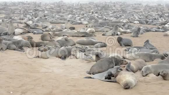 纳米比亚克罗斯角巨大的毛皮海豹群视频的预览图
