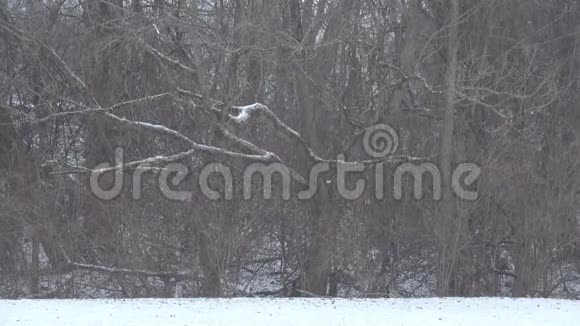 一条树线前面降下大雪视频的预览图