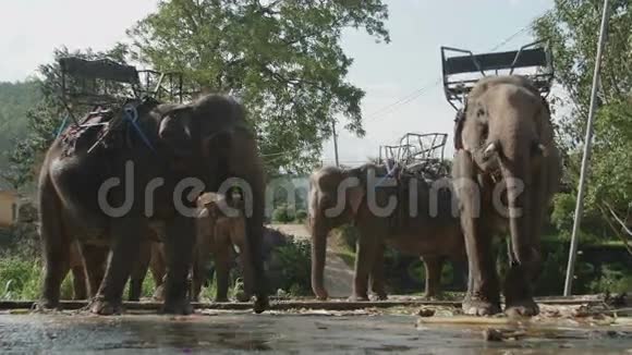 背部有座位的大象视频的预览图