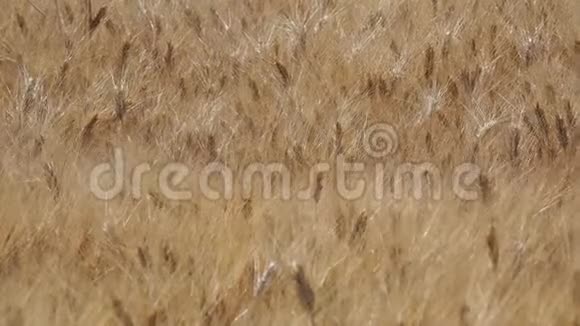 黄金麦田美丽的风景草甸麦田成熟穗的背景夏季视频的预览图