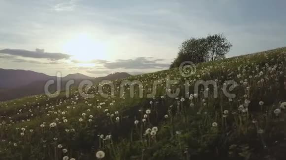 日落时分在蒲公英草地上翻腾视频的预览图