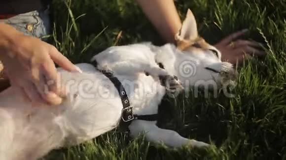女孩在草地上抓一只小狗一个女孩坐在草地上和一只小狗玩视频的预览图