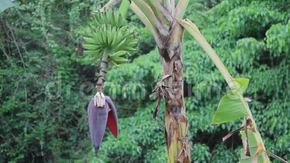 加勒比香蕉植物视频的预览图