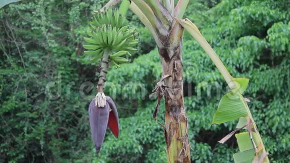 加勒比香蕉植物视频的预览图