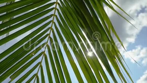 仰望棕榈树阳光透过棕榈枝慢动作1920x1080视频的预览图