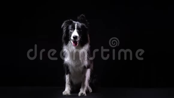 一只有黑白毛的狗正坐在画室里看着摄像机视频的预览图