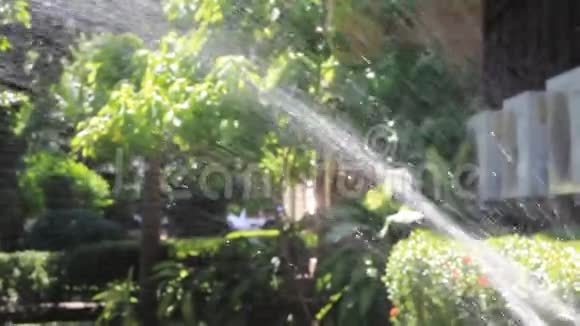 女人用水管浇树视频的预览图