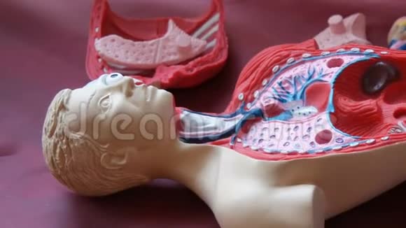 人体解剖结构的玩具模型少年的手收集人造人体内部视频的预览图