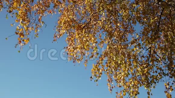 桦树的叶子在风架角上视频的预览图