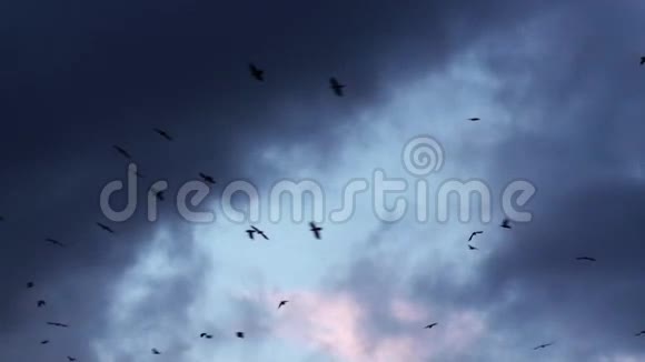 日落天空中的乌鸦视频的预览图