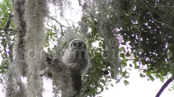 小白猫头鹰在树枝上视频的预览图