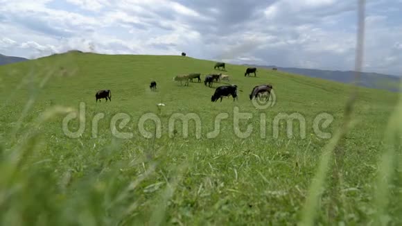 奶牛在绿色草地上放牧视频的预览图