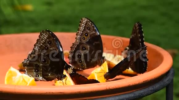 棕色和蓝色的热带蝴蝶吃水果视频的预览图