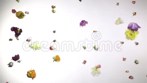 美丽的花朵在白色的背景上飞翔视频的预览图