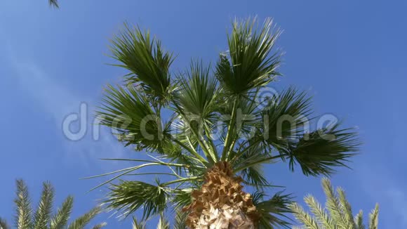 日期棕榈树在蓝天背景上绿棕榈树低角度视角视频的预览图