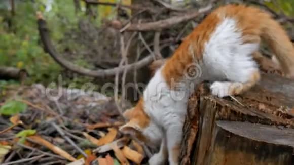 红小流浪猫可怜模样视频的预览图