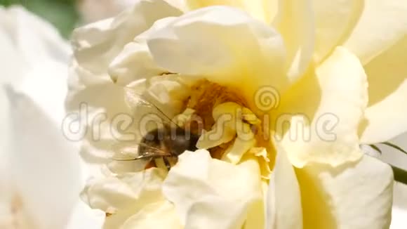 夏日花园白玫瑰花上的野蜂4K慢动作特写视频的预览图