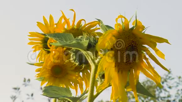 黄色的向日葵盛开的花朵视频的预览图