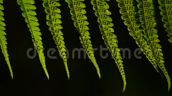 蕨类植物的叶子在黑暗背景下被太阳背光4K视频的预览图