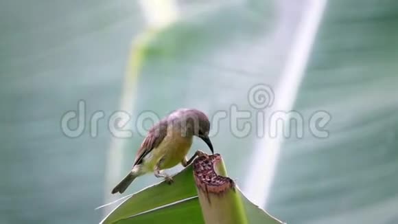 雌性绿尾太阳鸟视频的预览图