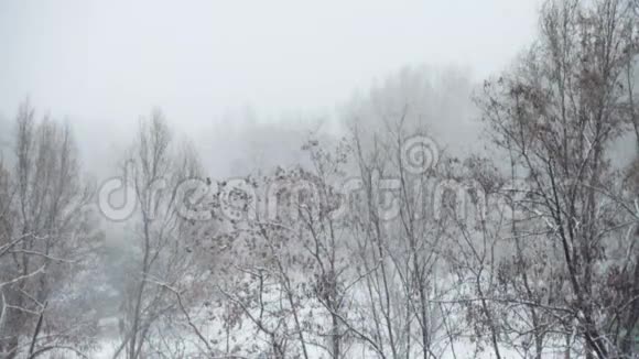 大雪纷纷扬扬地落在树干上视频的预览图