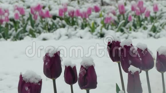 紫色的花覆盖着雪视频的预览图