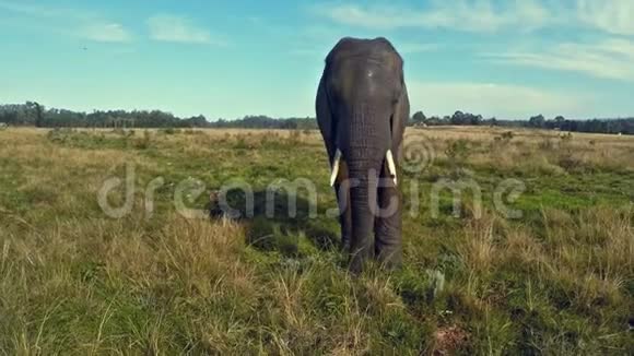 南非草原上的非洲大象视频的预览图