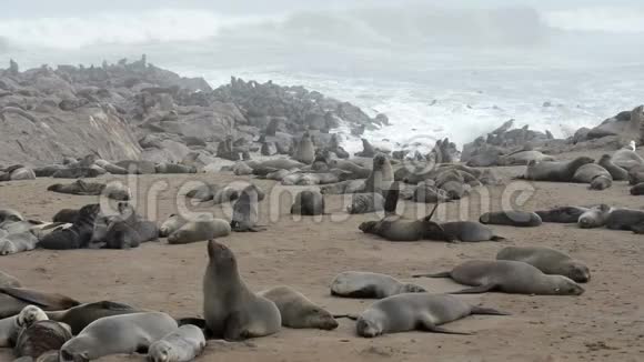 世界上最大的毛皮海豹殖民地之一视频的预览图