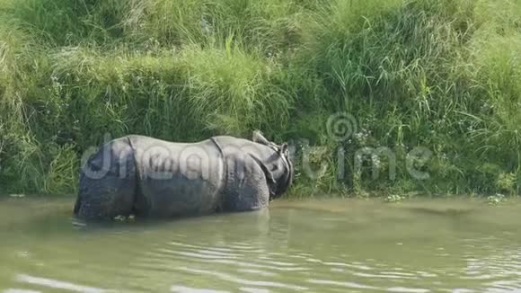 犀牛在河里吃和游泳尼泊尔奇旺国家公园视频的预览图