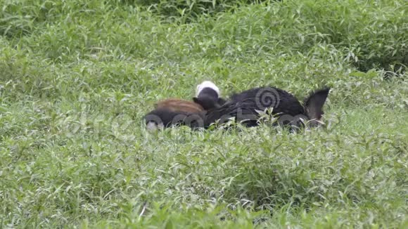 野猪妈妈在湿地喂小猪视频的预览图