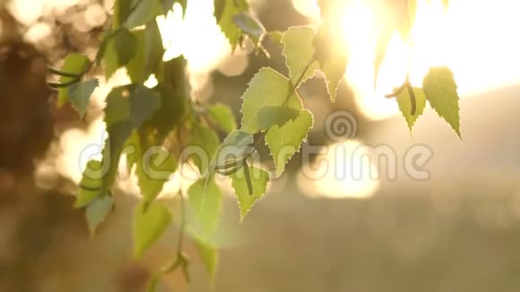 夏天绿树上金色的阳光视频的预览图