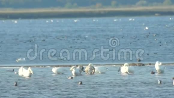 保加利亚波莫里盐湖里的白鹅视频的预览图