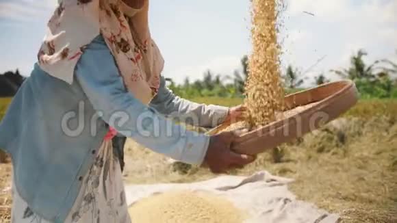 巴厘岛农场工人妇女在田间播种亚洲传统农业水稻收获过程4K视频的预览图