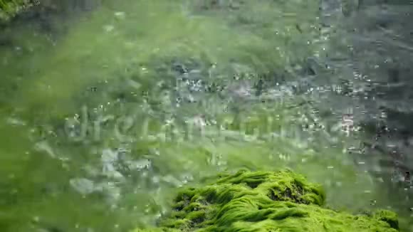 保加利亚黑海沿岸浅层岩石上的绿藻视频的预览图