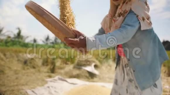水稻收获过程巴厘岛农场工人妇女在田间播种亚洲传统农业4K视频的预览图