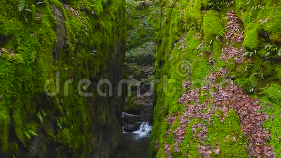 苏格兰的DollarGlen公园有一条小溪青苔藓裂视频的预览图