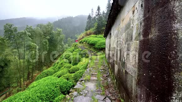 下雨天在婺源山上的茶园中国茶山的美丽景观超级慢动作视频的预览图