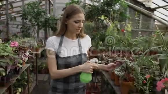 围裙上漂亮的女园丁在温室里用花园喷雾器给花草浇水视频的预览图